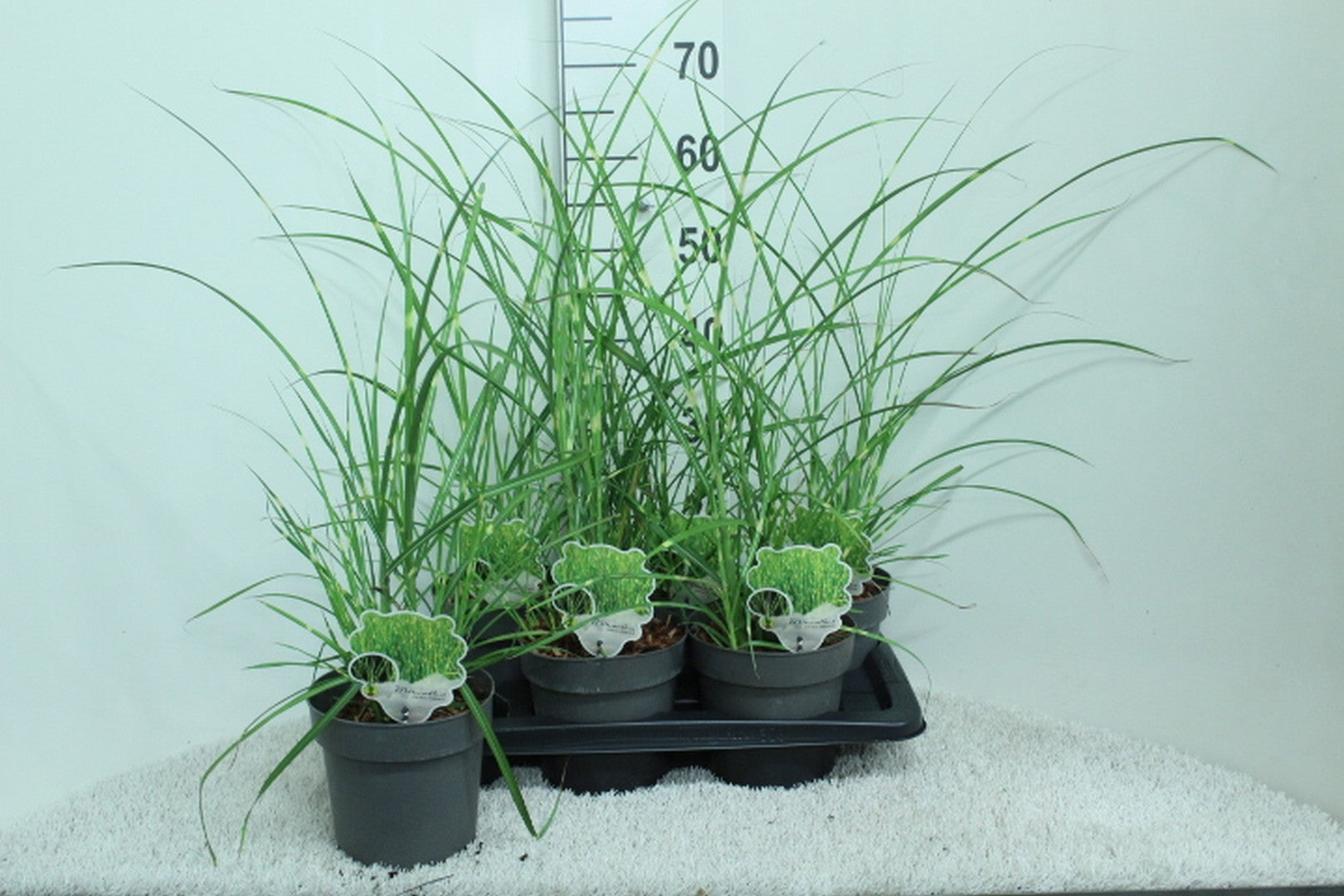 Miscanthus Zebrinus 70cm 17cm Pot