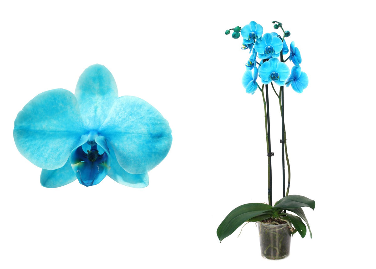 Phalaenopsis Royal ocean blue 55cm 12cm Pot