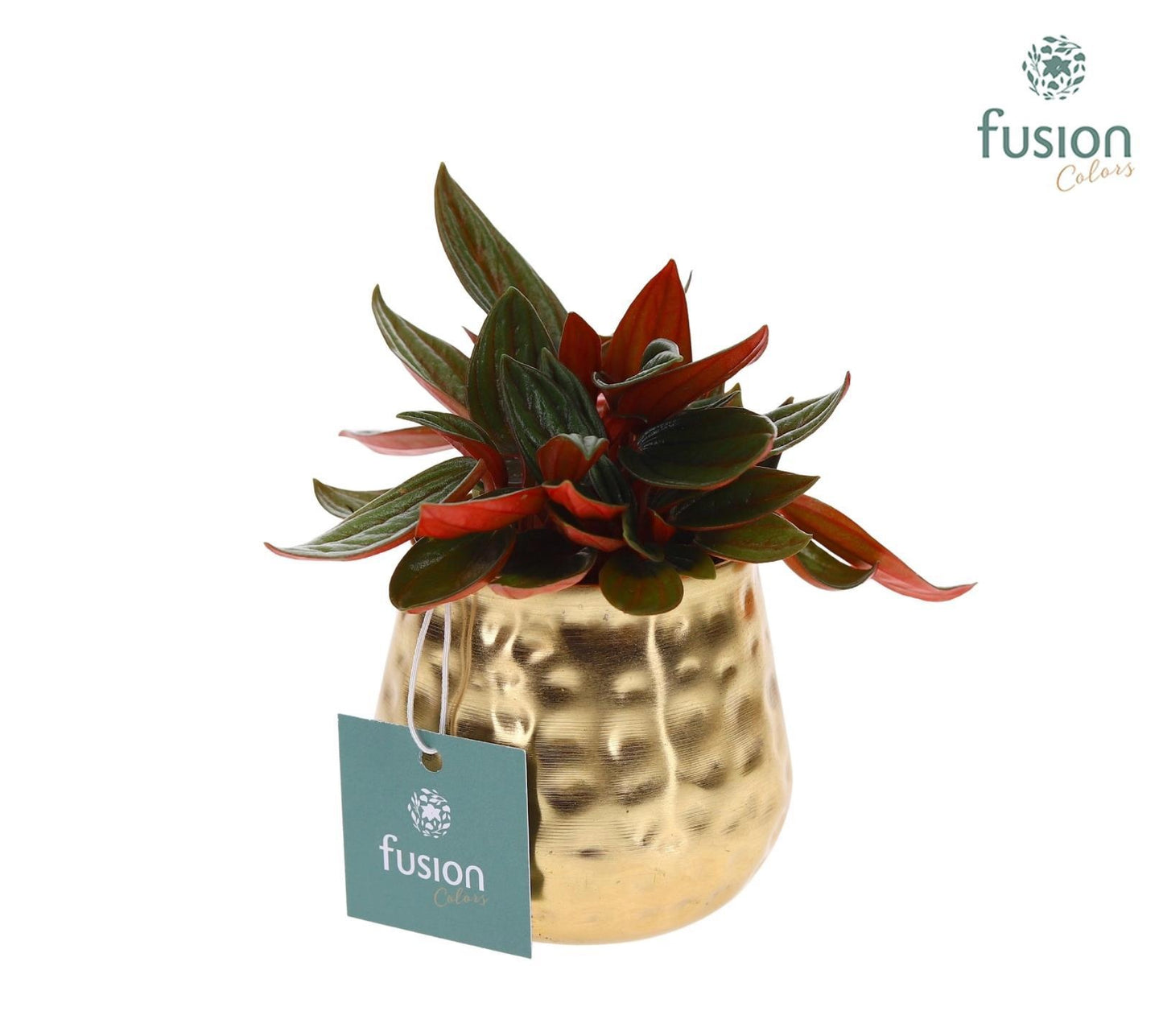 Pot Indian metaal goud XSmall met Groene Plant 15cm 9cm Pot