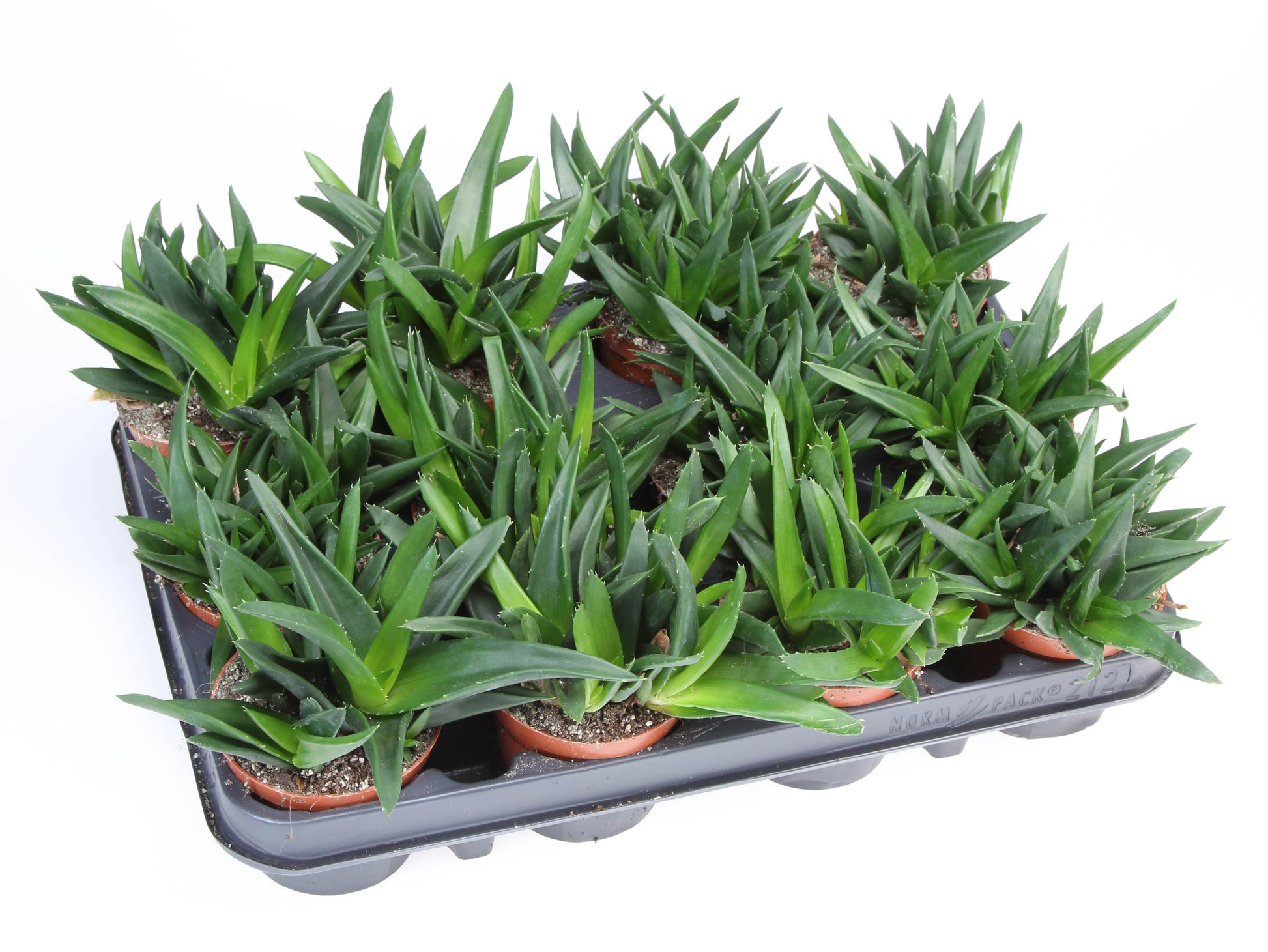 Euro Cactus Holland Bv Haworthia West Jogoo Pack of 12
