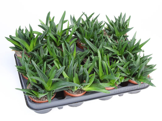Euro Cactus Holland Bv Haworthia West Jogoo Pack of 12