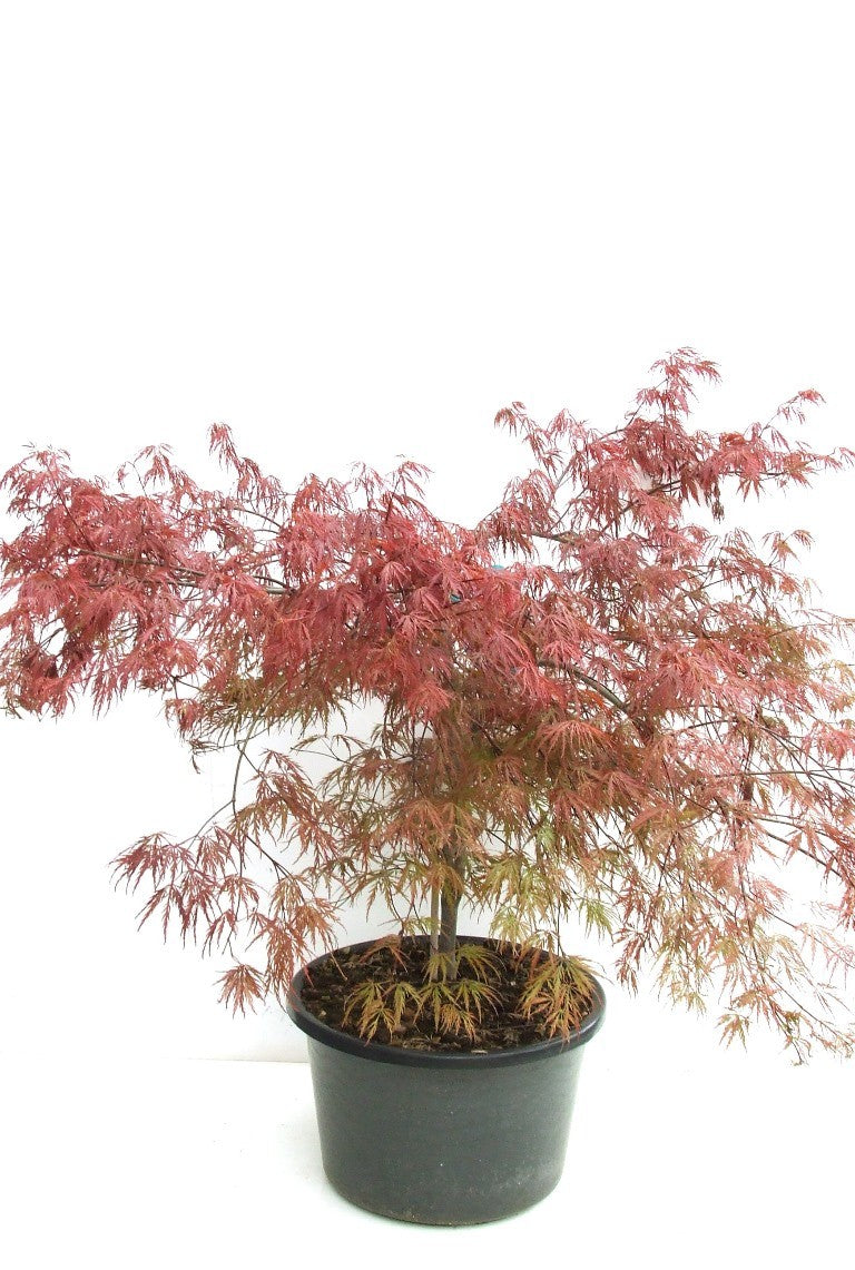 Acer palmatum mix 80cm 38cm Pot