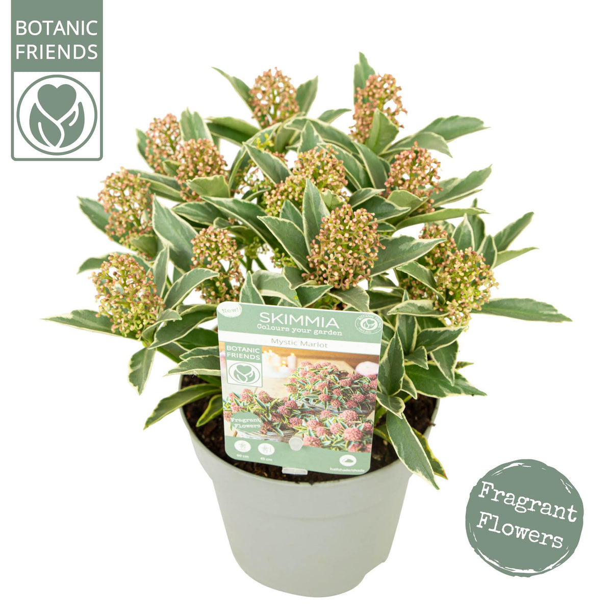 Skimmia japonica Magic Marlot 22cm 13cm Pot