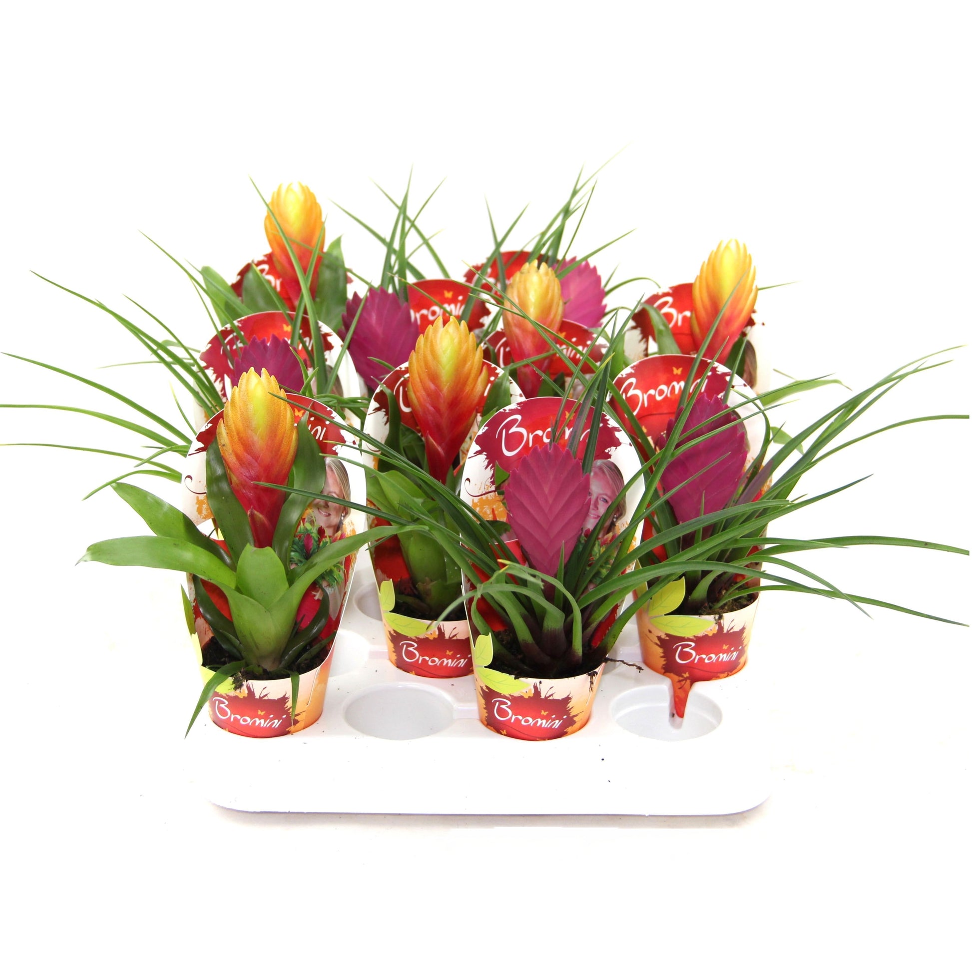 arr. Bromelia 20cm 7cm Pot