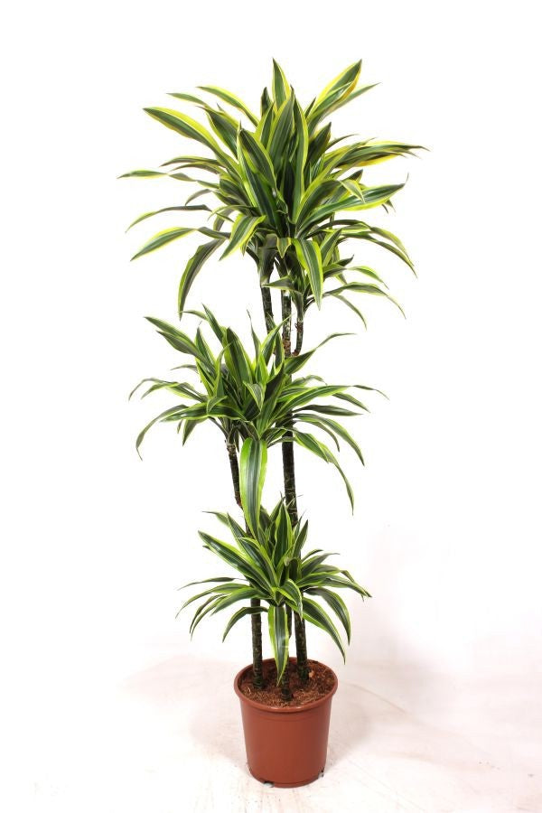 Fachjan BV Dracaena fragrans Lemon Lime 90-60-30 Pack of 1