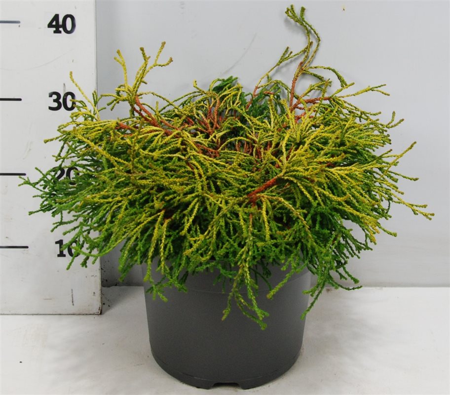 Bloemenkampen BV, Hkw. de Chamaecyparis obtusa Gitte Pack of 1