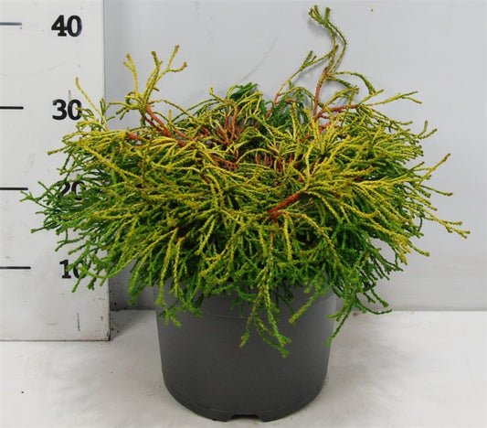 Chamaecyparis obtusa Gitte 40cm 26cm Pot