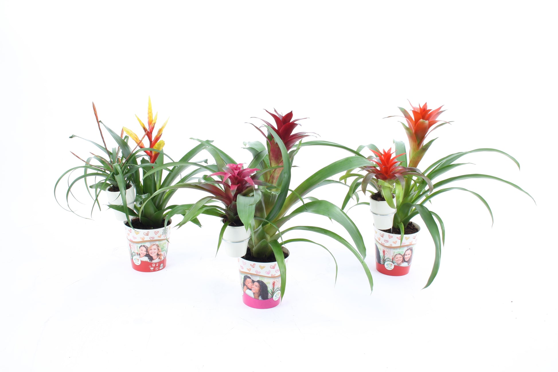 arr. Bromelia 12cm Pot