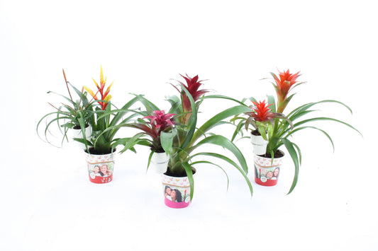 arr. Bromelia 12cm Pot