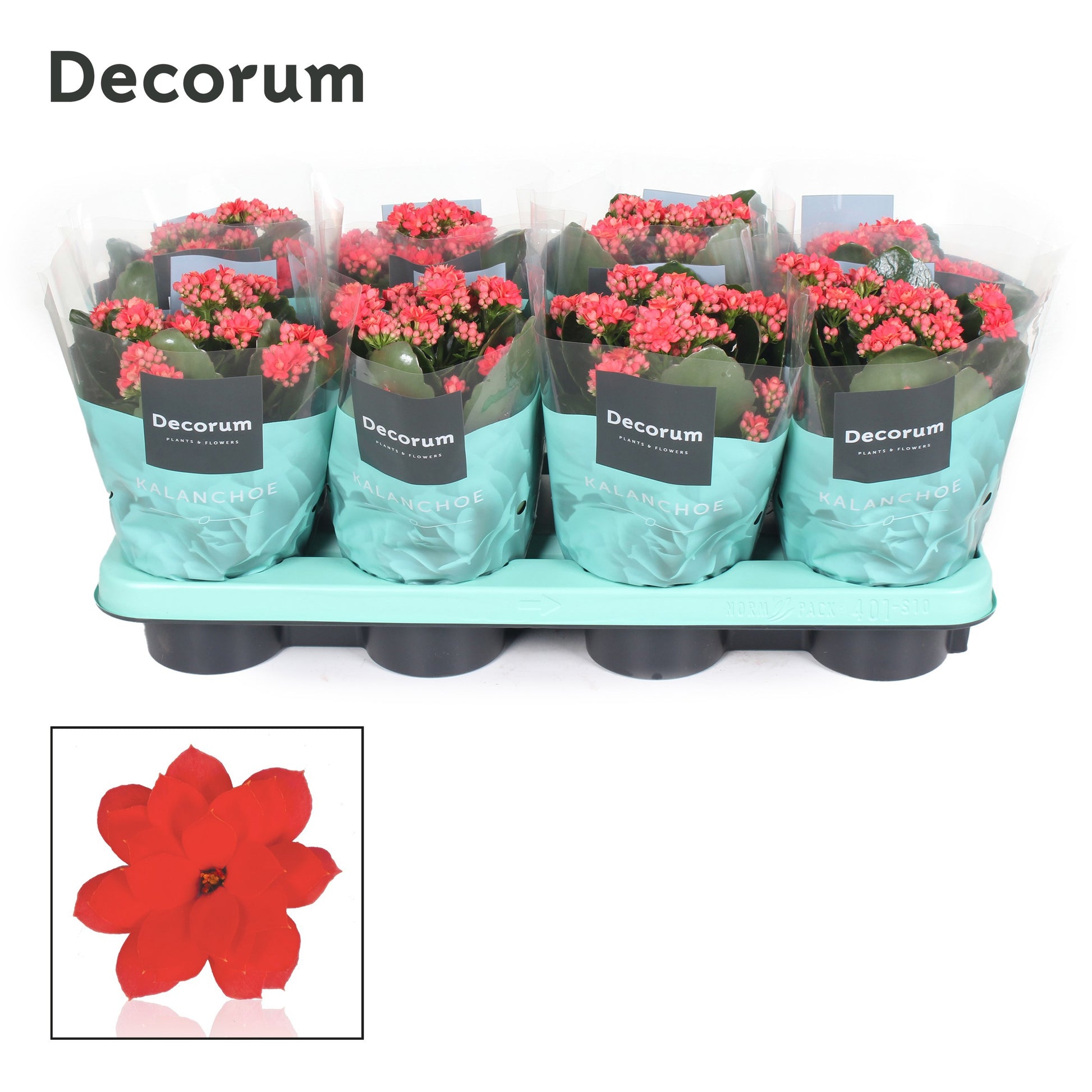 Kalanchoe Serenity Light Red 24cm 12cm Pot