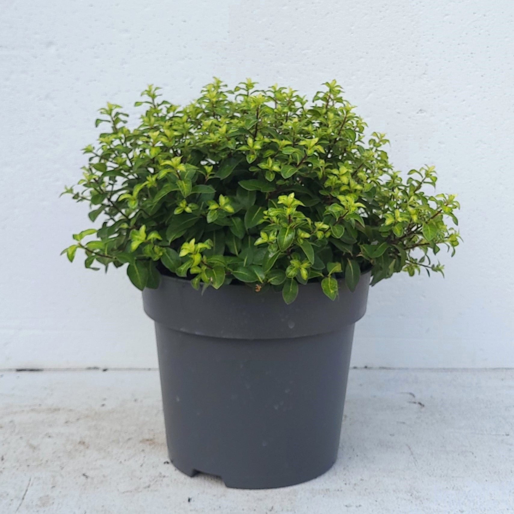 Pittosporum tenuifolium Gold Ball 40cm 23cm Pot