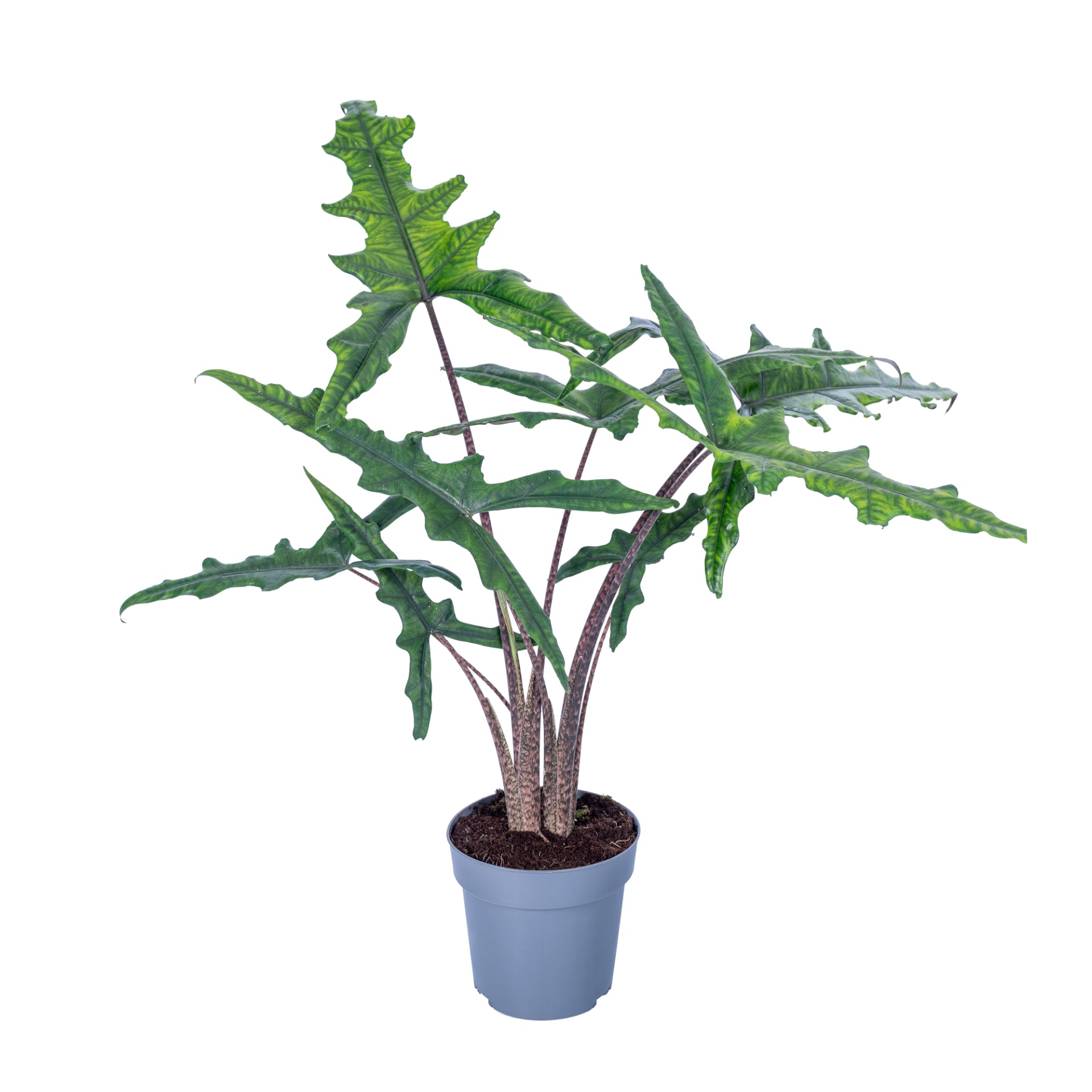 Ichtus Plants Alocasia amazonica Pack of 3