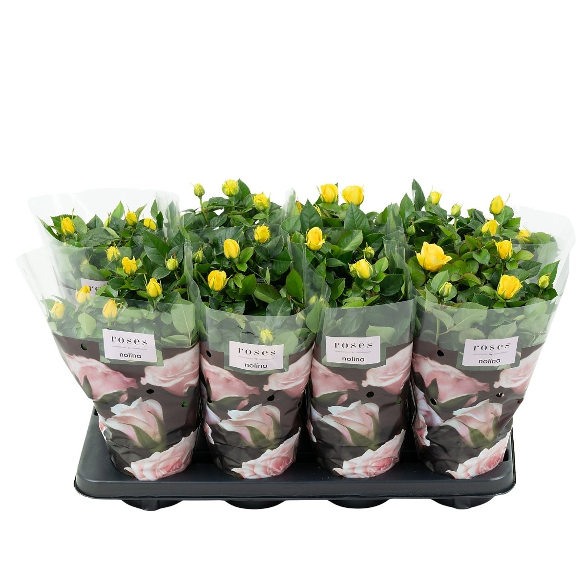 Rosa yellow 36cm 13cm Pot