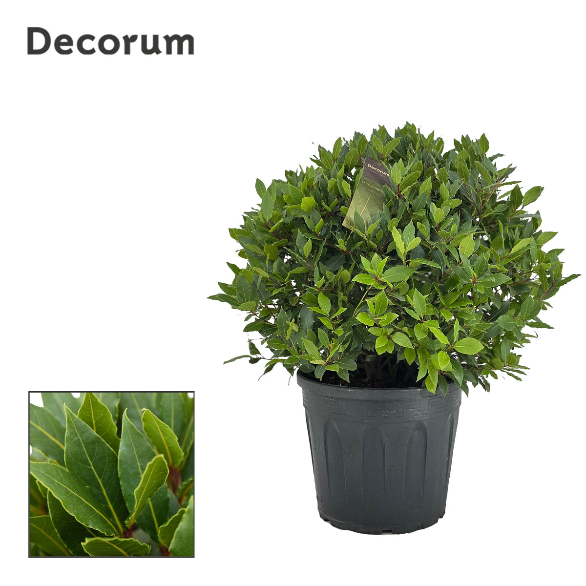 Laurus nobilis 80cm 30cm Pot