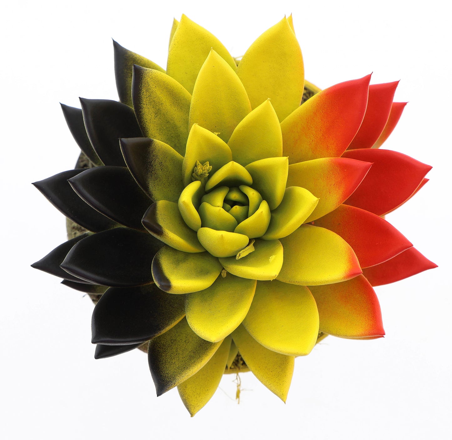 Euro Cactus Holland Bv Rainbow Belgium Pack of 4
