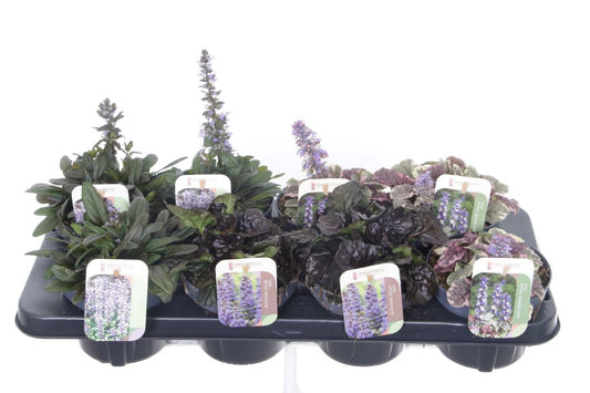 Ajuga reptans 20cm 13cm Pot