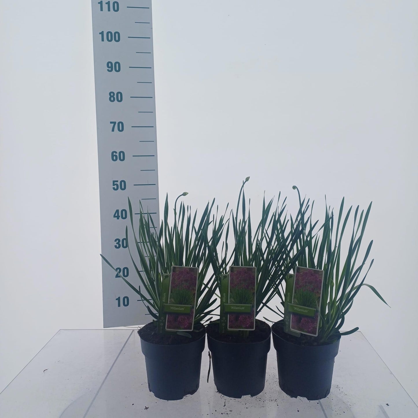 Allium Millennium 50cm 17cm Pot