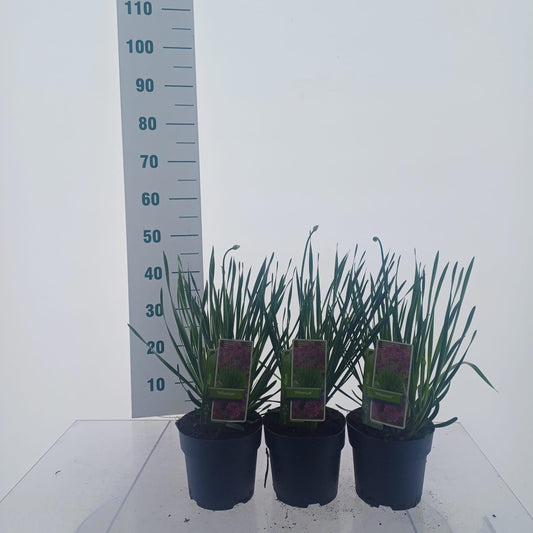 Allium Millennium 50cm 17cm Pot