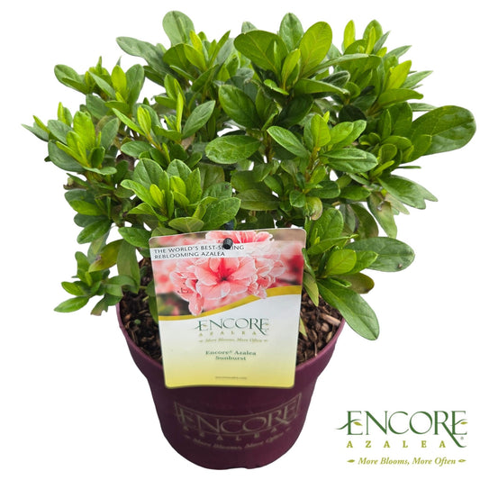 Rhododendron Encore mix 40cm 19cm Pot