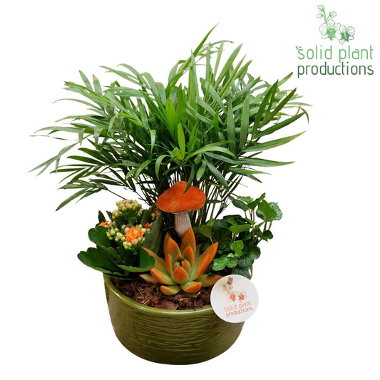 CE003 Loes Green Orange Echeveria 38cm 18cm Pot