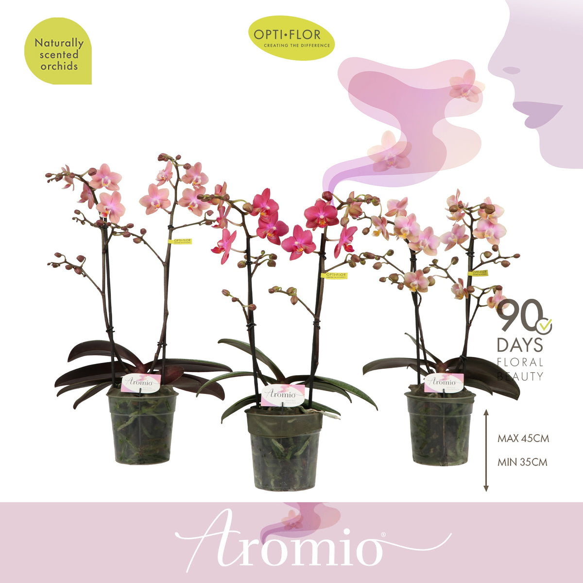 Phalaenopsis mf. Aromio mix 35cm 12cm Pot