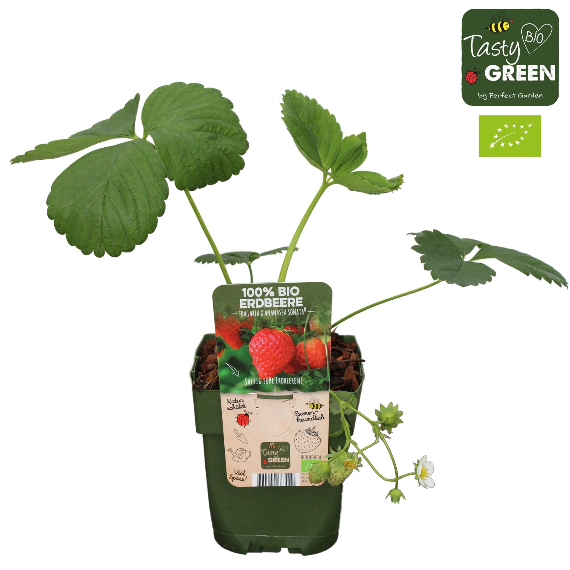 Fragaria ananassa (Strawberry) 35cm 13cm Pot