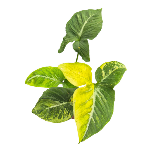 Casa Botanica Syngonium Hybrid Pack of 1