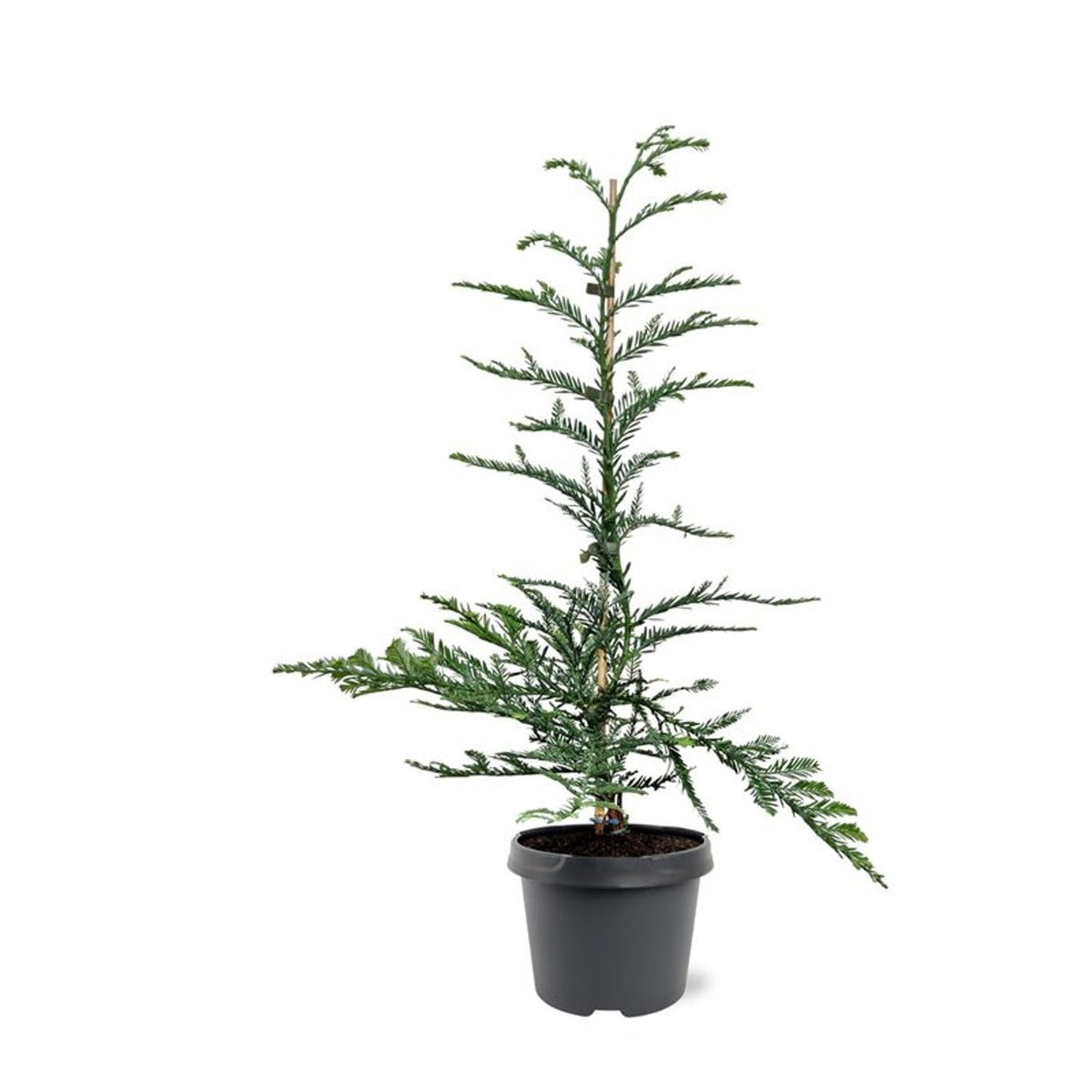Conifer mix 55cm 19cm Pot