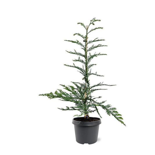 Conifer mix 55cm 19cm Pot