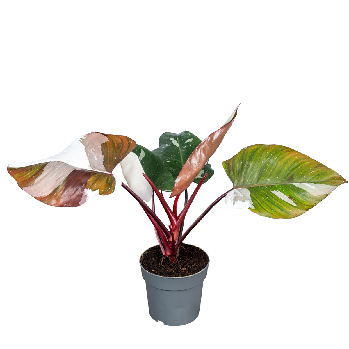 Philodendron scandens 30cm 14cm Pot