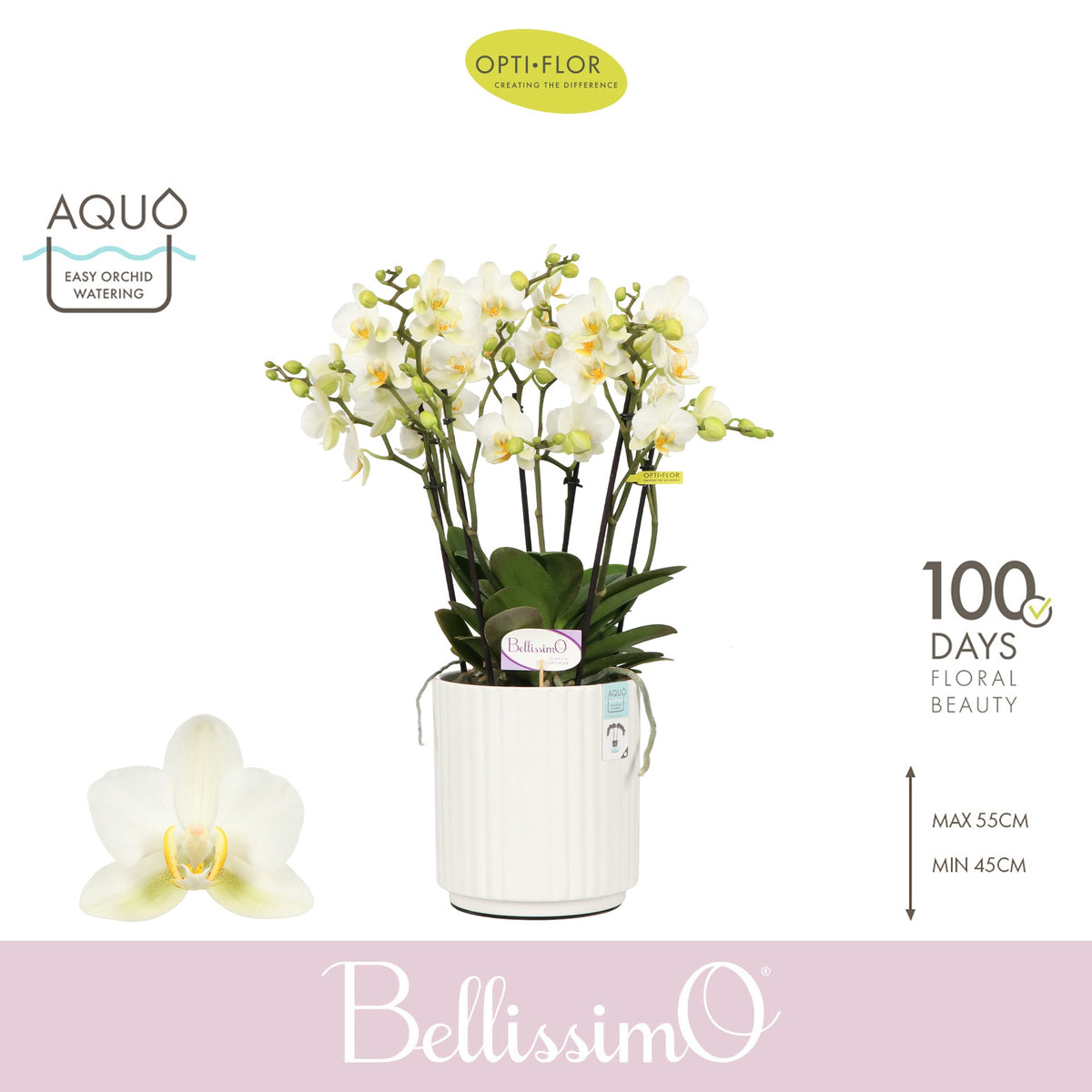 Phalaenopsis multiflora white 50cm 15cm Pot