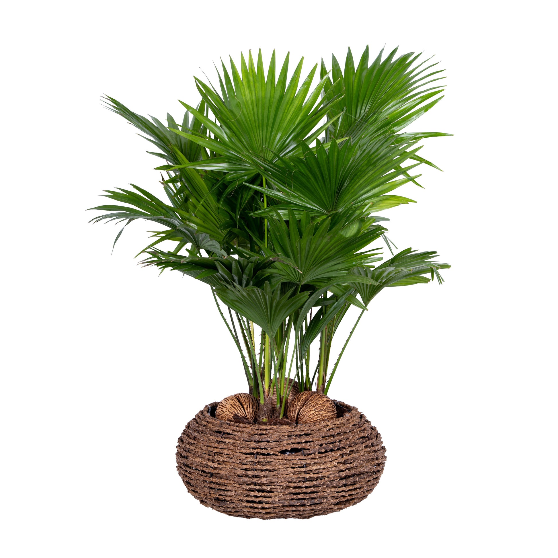 Livistona rotundifolia 65cm 40cm Pot