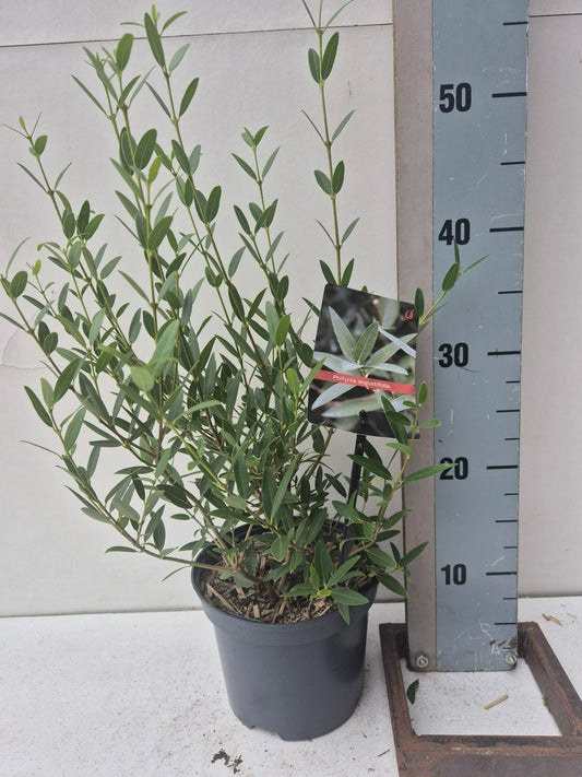 Phillyrea ang. Green Line 50cm 17cm Pot