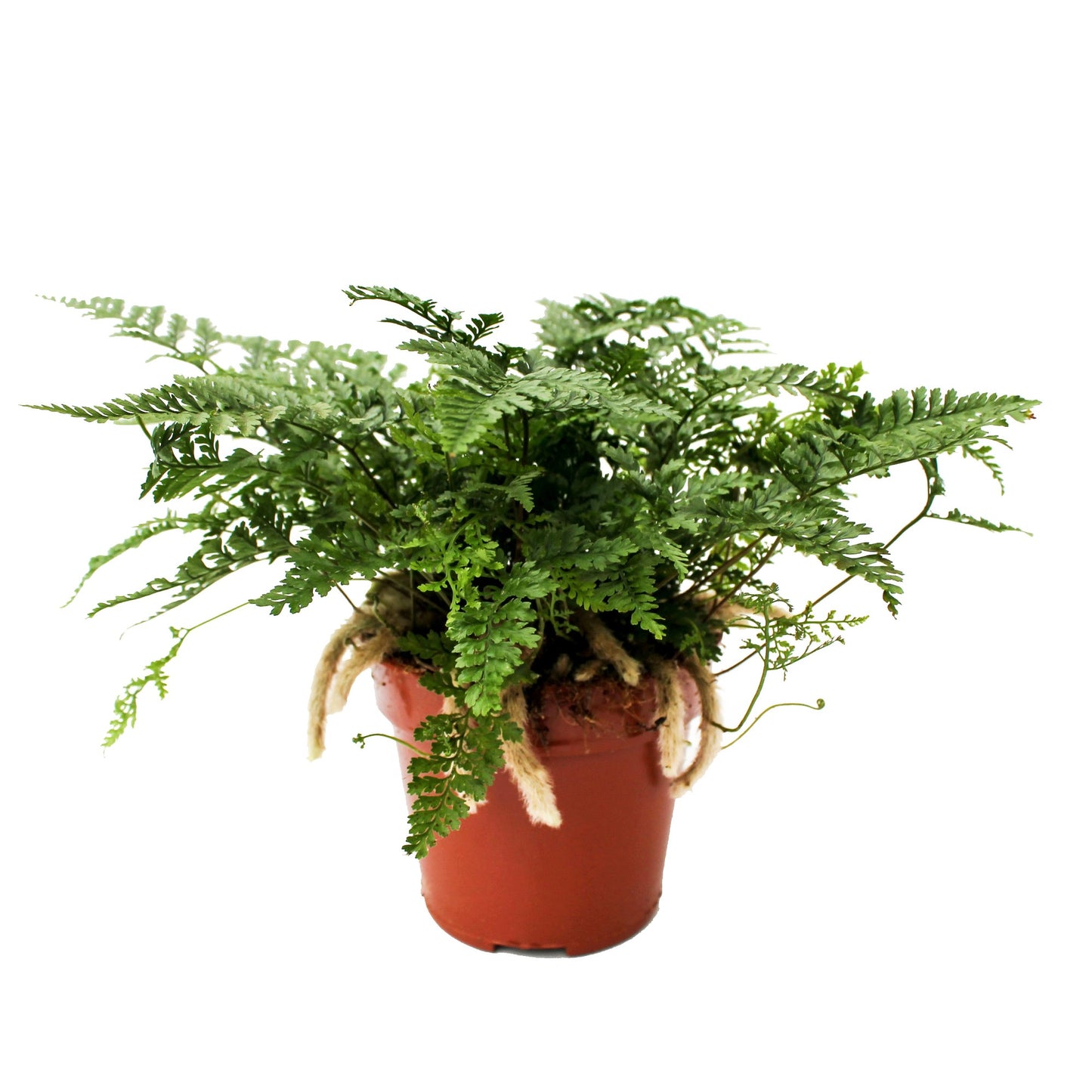 Davallia Fejeensis 25cm 12cm Pot