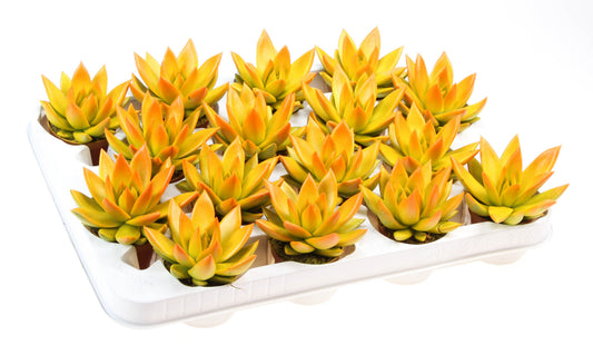 Rainbow bicolor yellow + orange point 8cm 6cm Pot