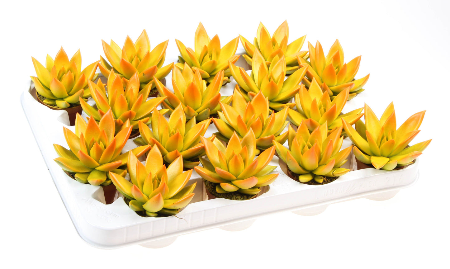 Euro Cactus Holland Bv Rainbow bicolor yellow + orange point Pack of 16