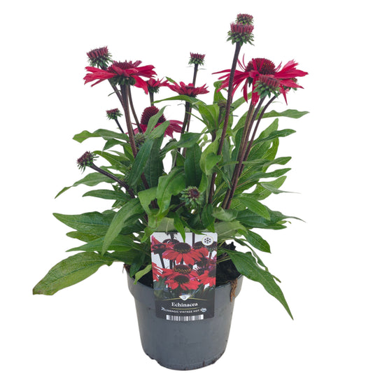 Echinacea Sunmagic 50cm 17cm Pot