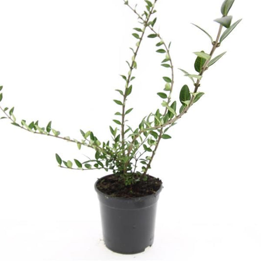 Lonicera pileata 10cm 14cm Pot