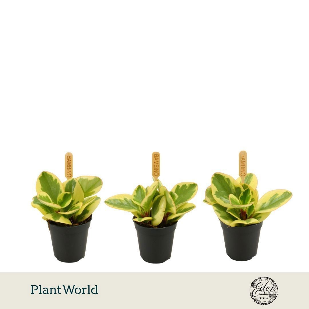 Plantworld Smit Kwekerij Peperomia Obtipan Bicolor Pack of 20