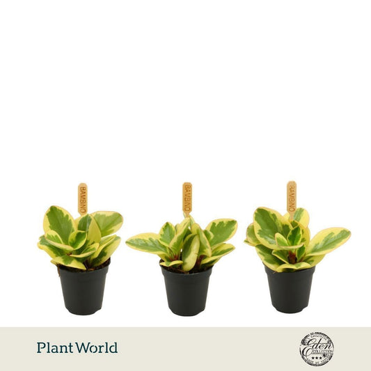 Peperomia Obtipan Bicolor 10cm 5.5cm Pot