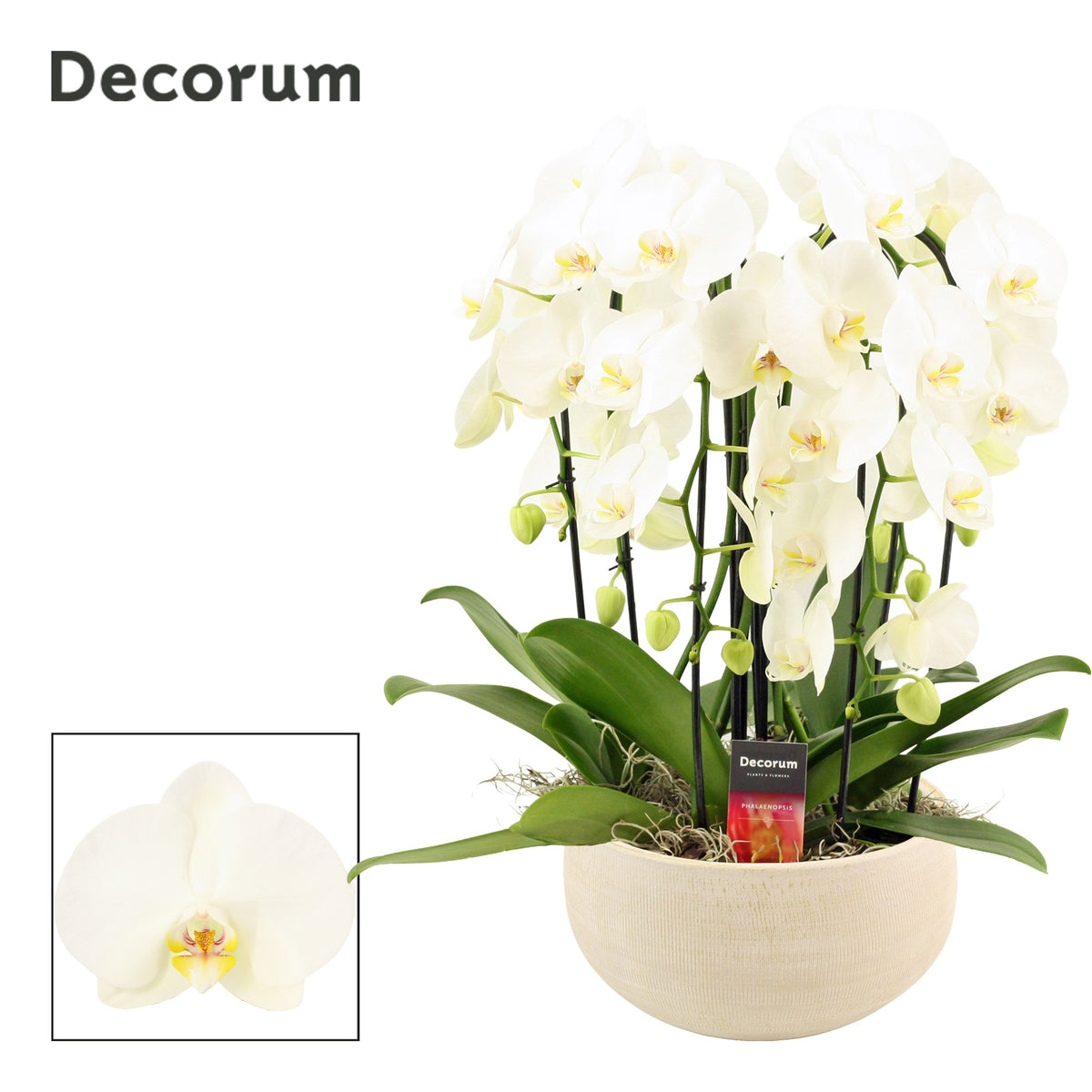 Phalaenopsis white 55cm 27cm Pot