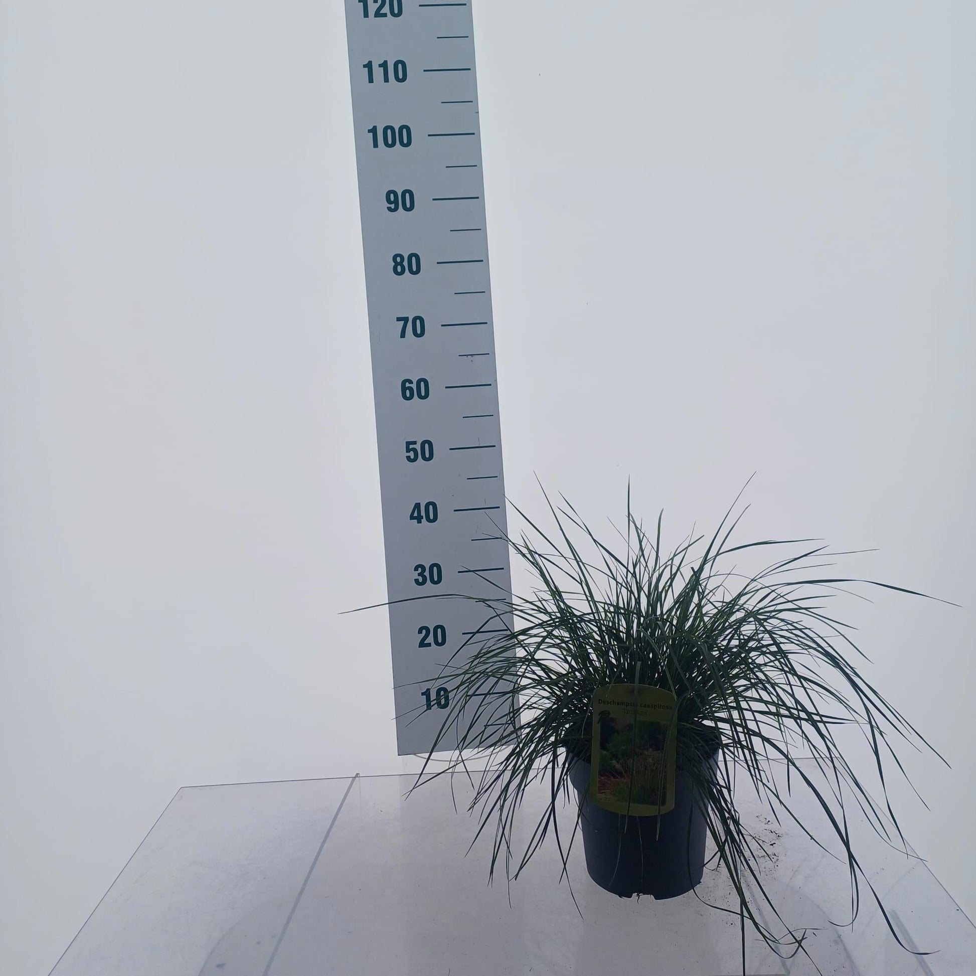 Deschampsia cespitosa 40cm 19cm Pot