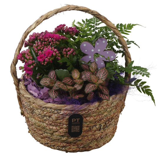 Indoor arrangement 26cm 19cm Pot