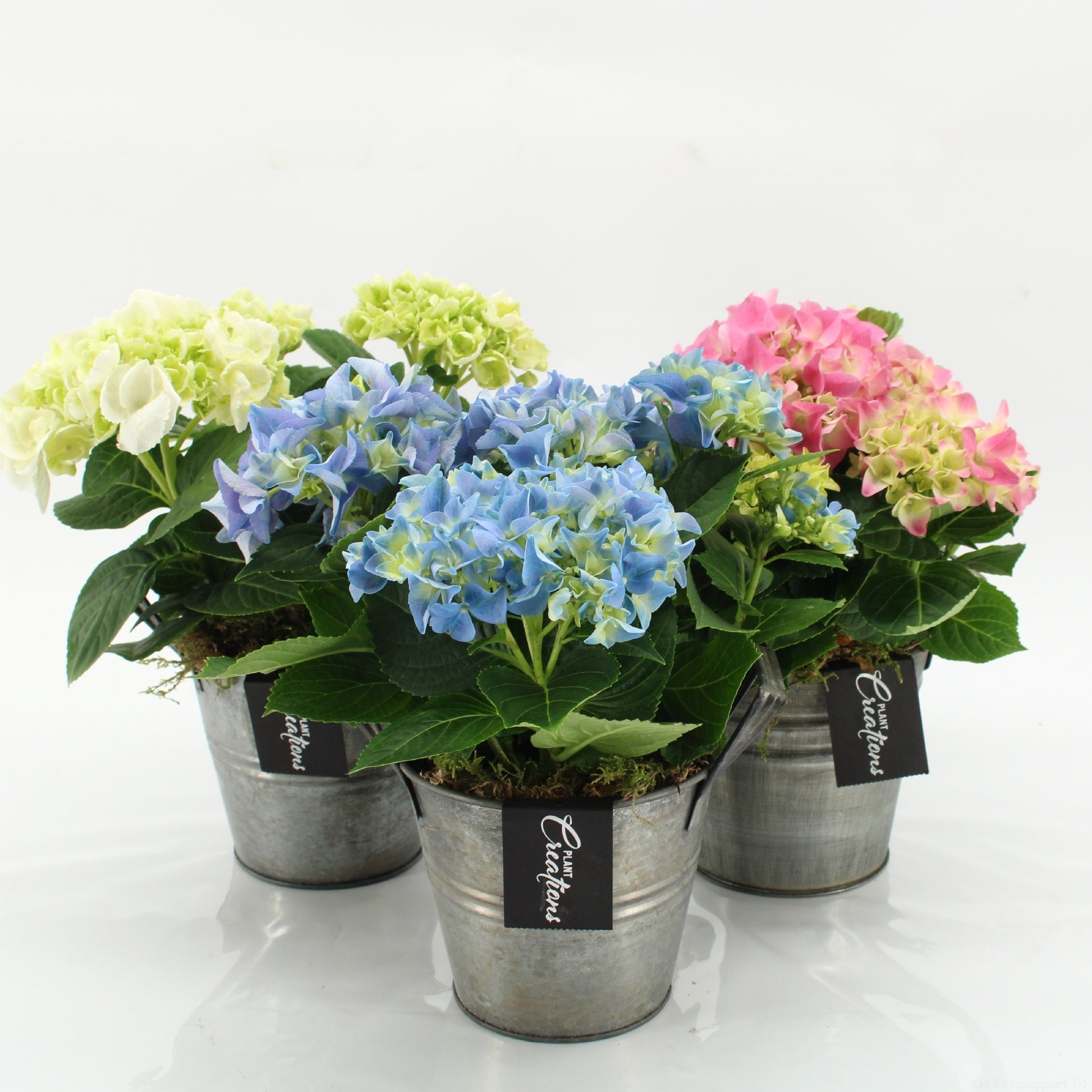 KHCR-2613M Hydrangea creations 30cm 14cm Pot
