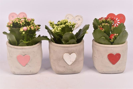 Indoor green arrangement 10cm Pot