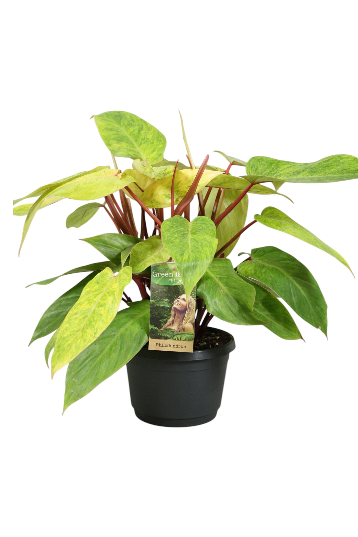 Philodendron Painted Lady 35cm 17cm Pot