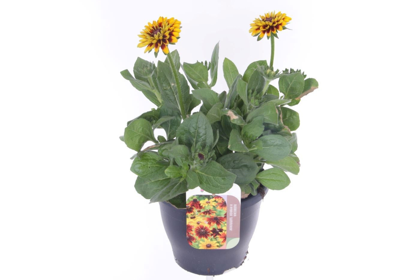 Rudbeckia 40cm 23cm Pot