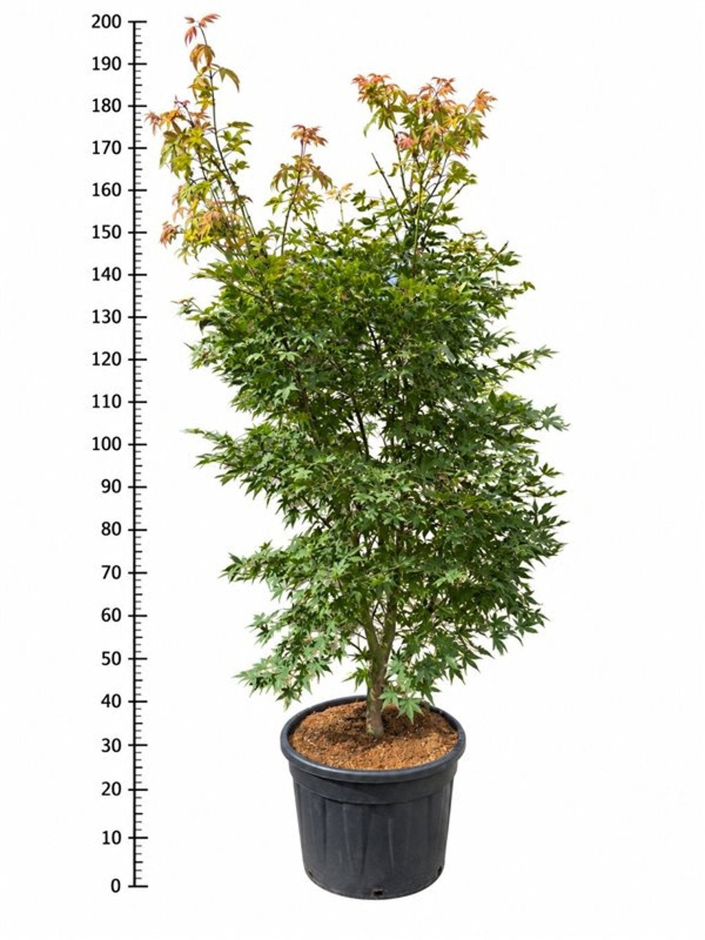 Acer Osakazuki 190cm 55cm Pot