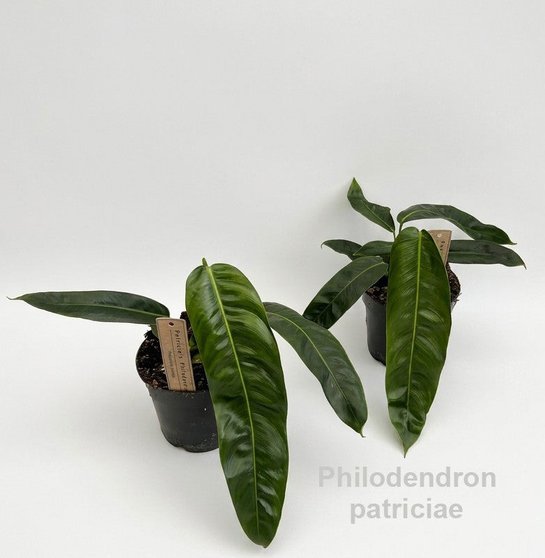 Philodendron scandens 25cm 14cm Pot