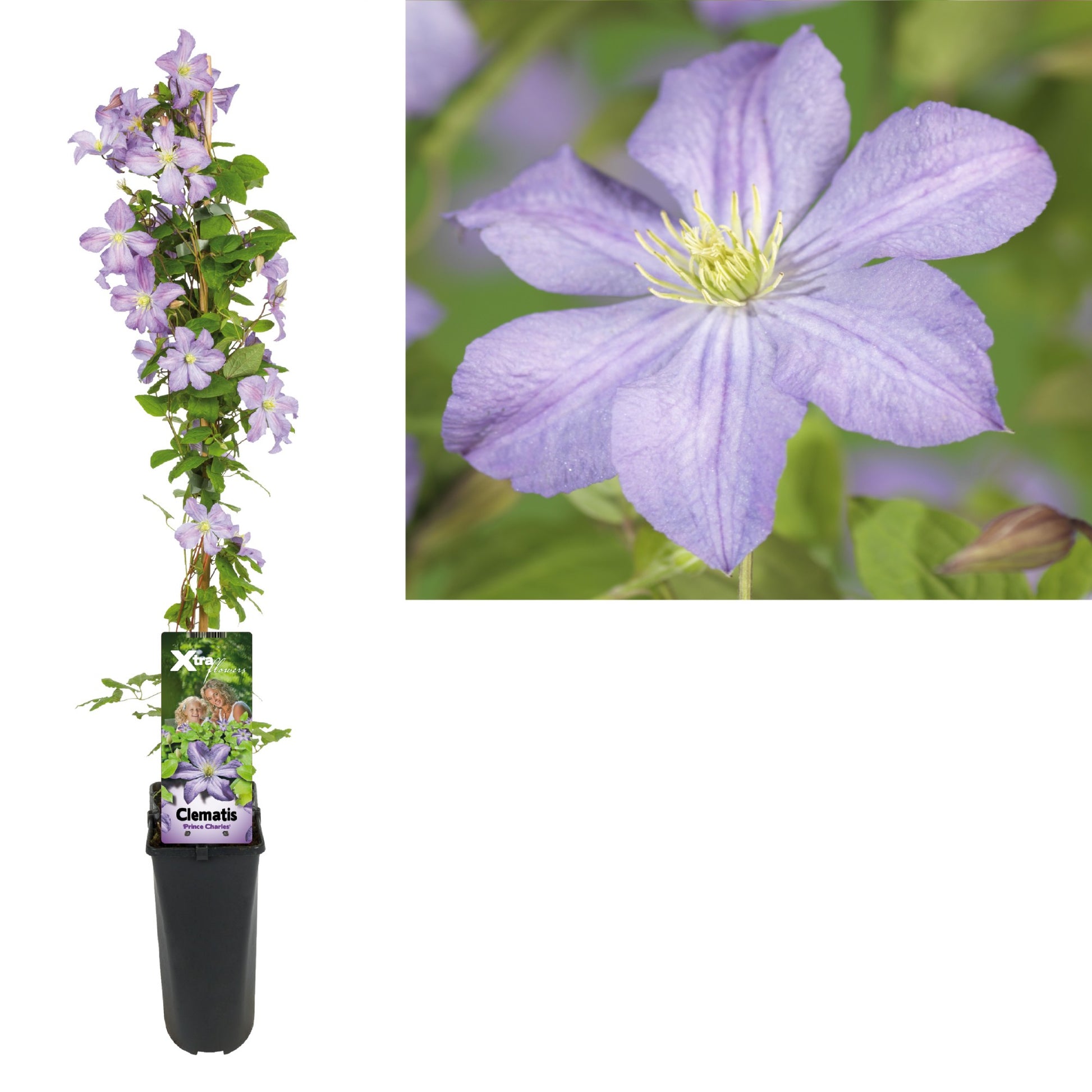 Clematis Prince Charles 95cm 17cm Pot